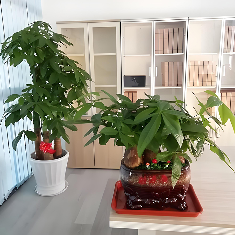 绿植租摆 绿植租赁