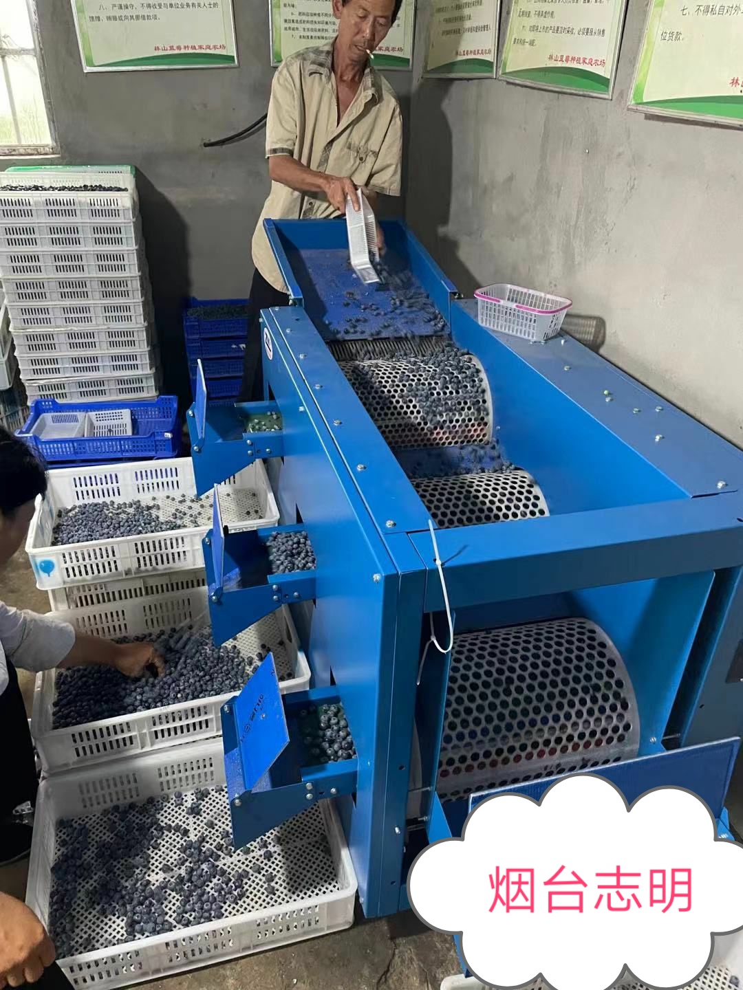 New Blueberry Sorting Machine, no damage to the fruit powder