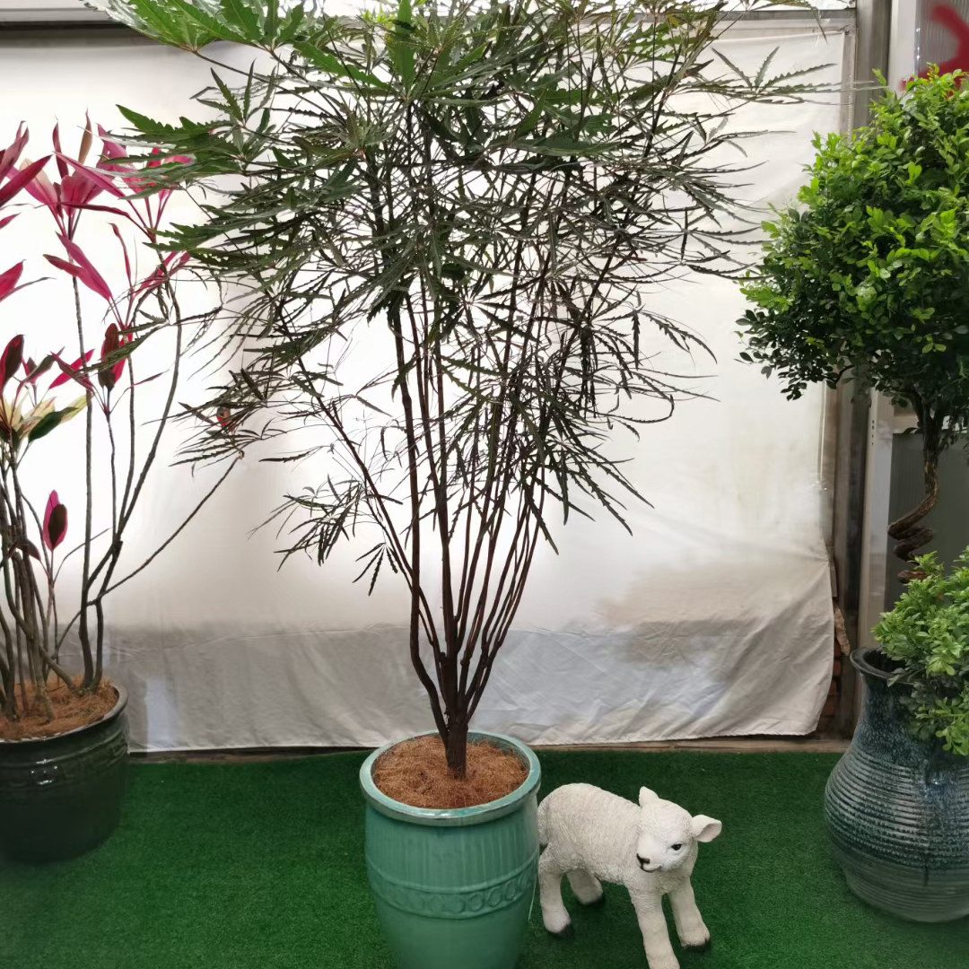 绿植租摆，绿植租赁