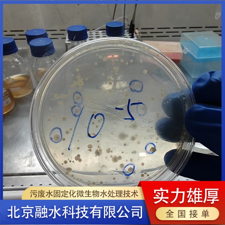 天津选煤污水处理固定化微生物技术