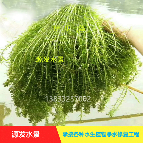 沉水植物