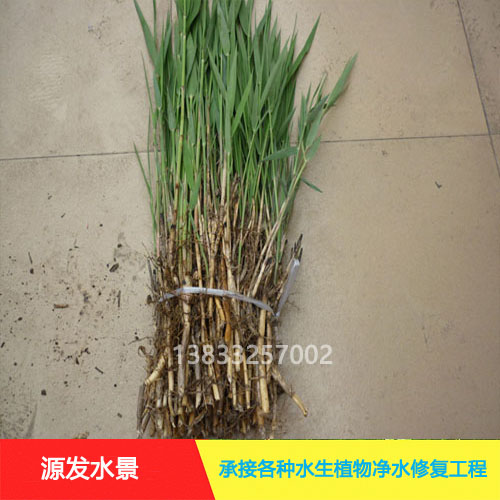 芦苇 芦苇苗