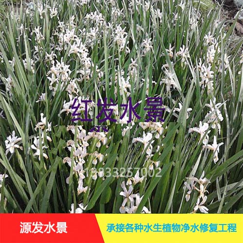 水生鸢尾