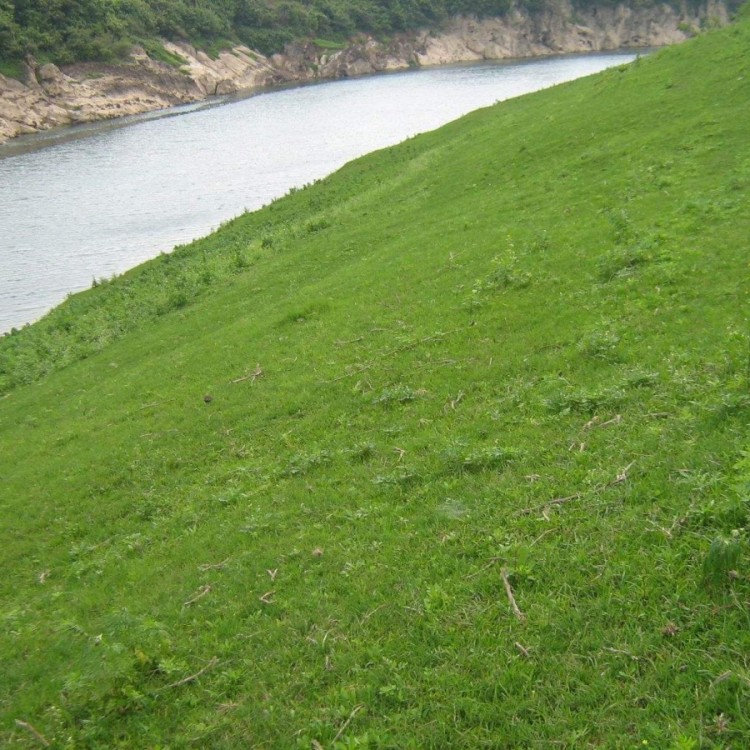 护坡草种子什么时间种