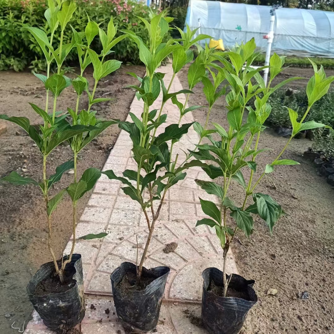 红王子锦带花小苗-基地自产自销-价格便宜-成活率好