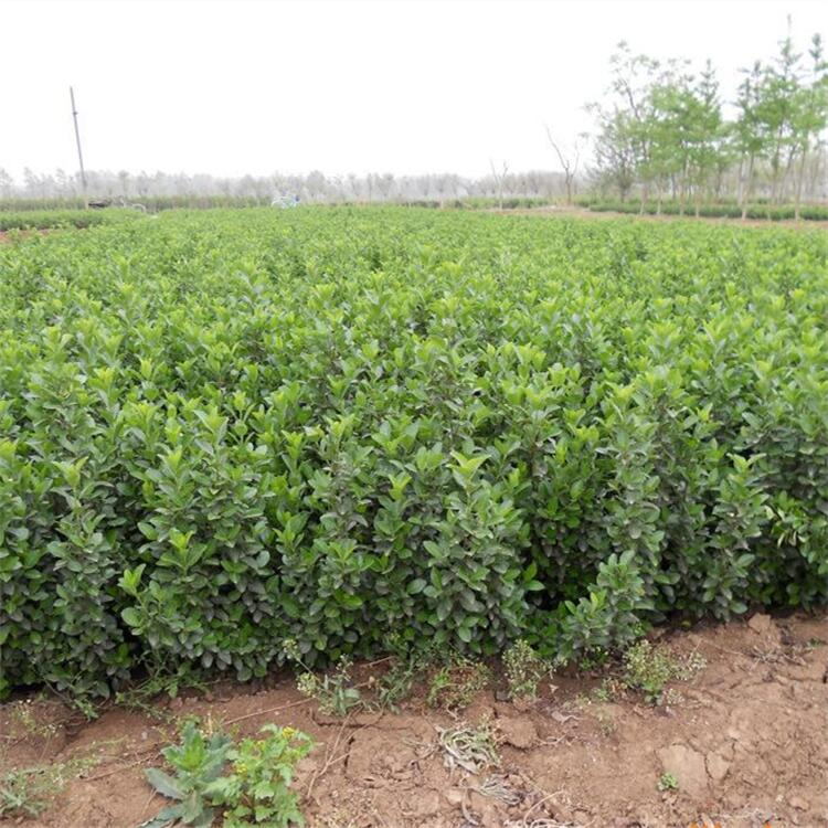 卫矛树苗 卫矛球 四季常青植物
