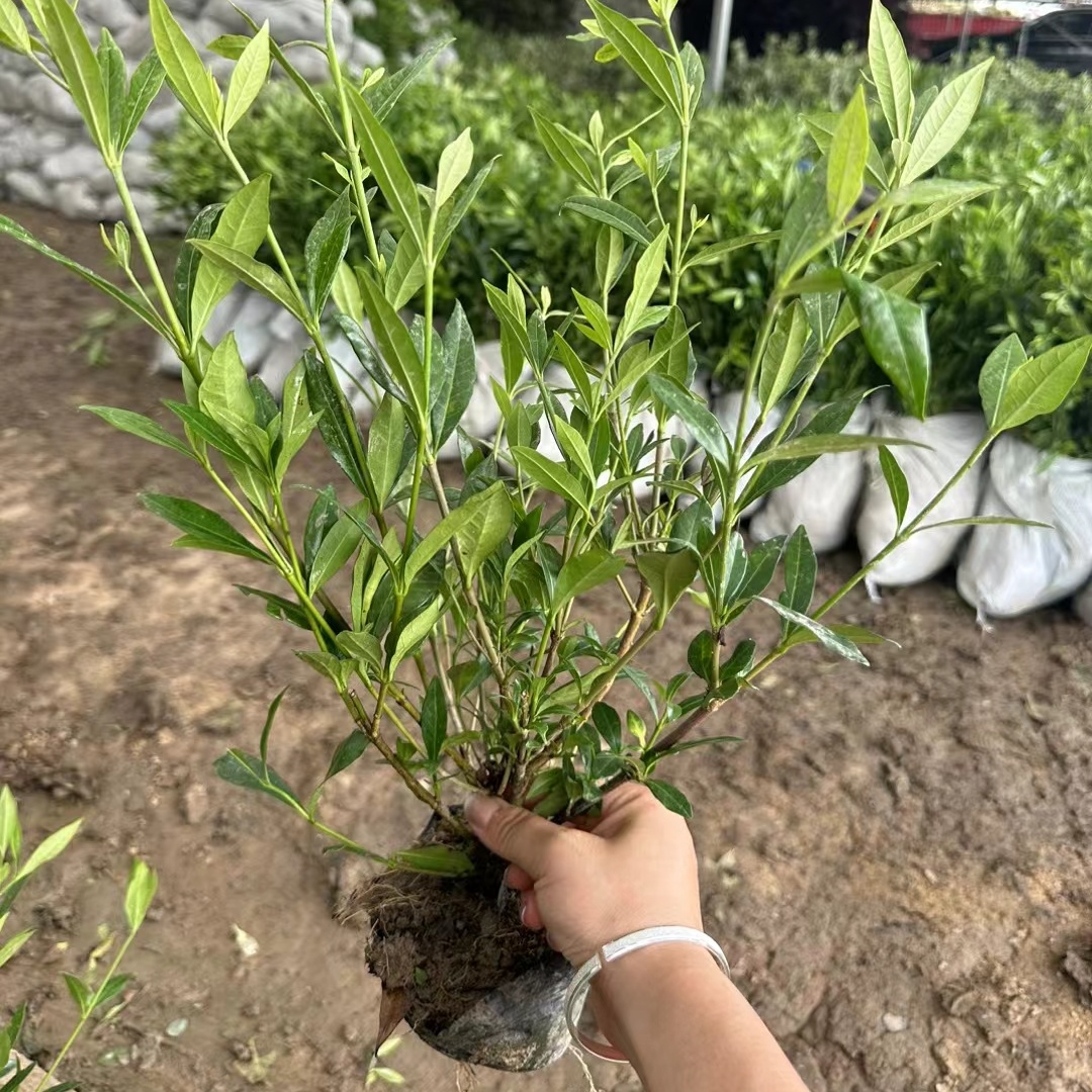 栀子花-基地自产自销-价格便宜-成活率好