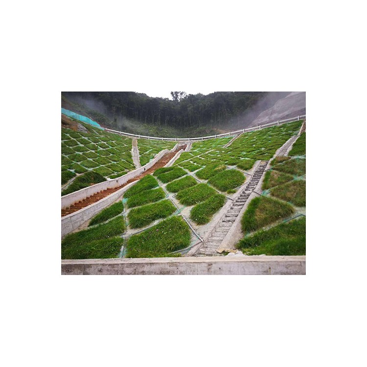 喷播植草