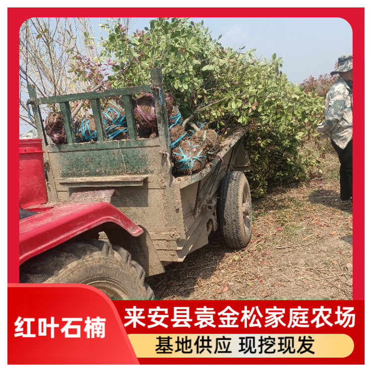 高杆红叶石楠基地