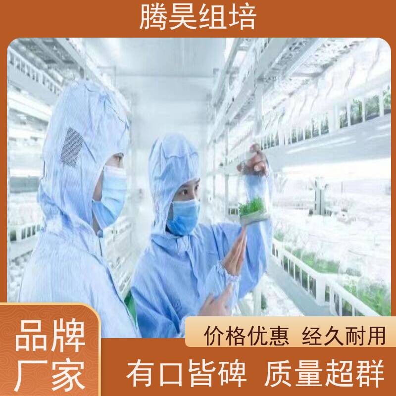 组培室建设