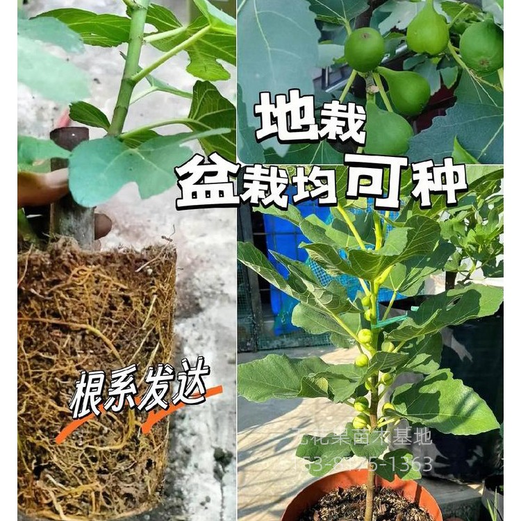 无花果树苗