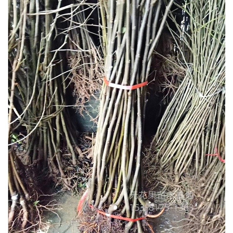 无花果苗批发