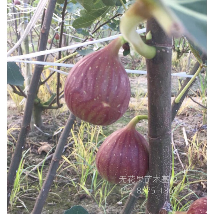 无花果苗批发基地