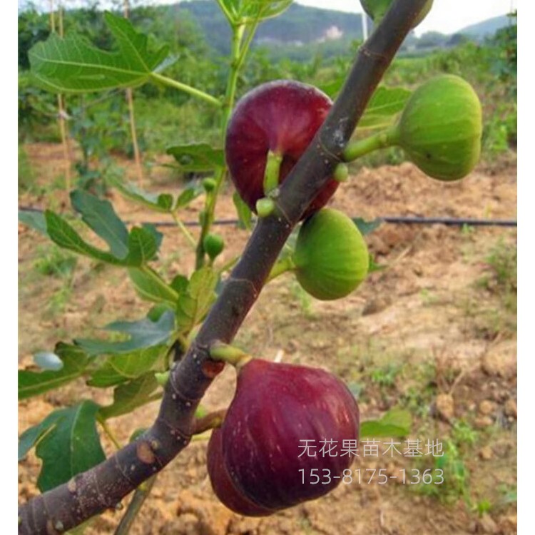 无花果苗种植基地