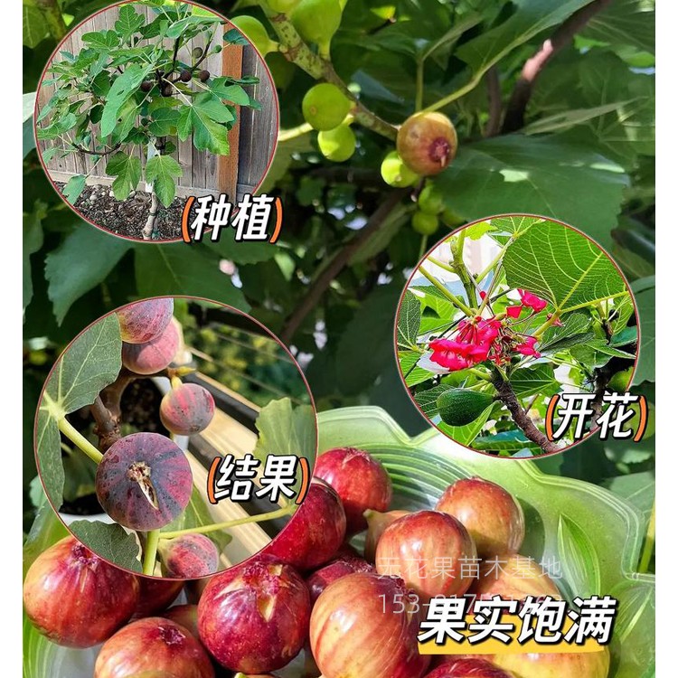 无花果苗基地
