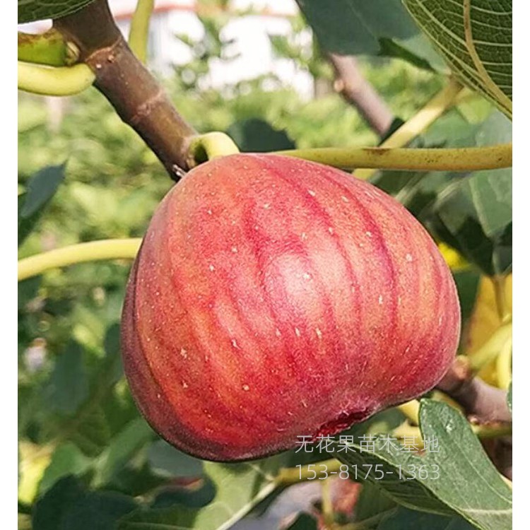 无花果苗批发