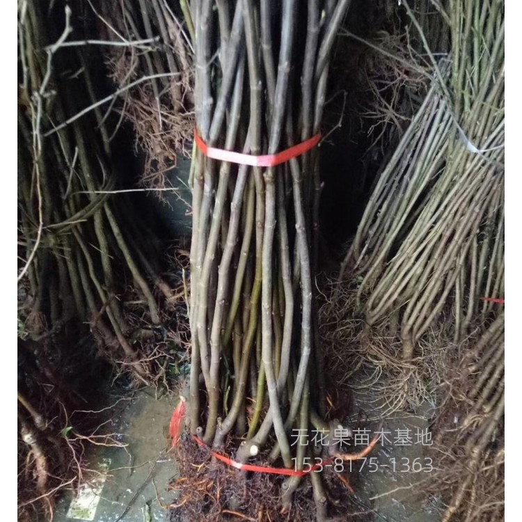 无花果苗销售