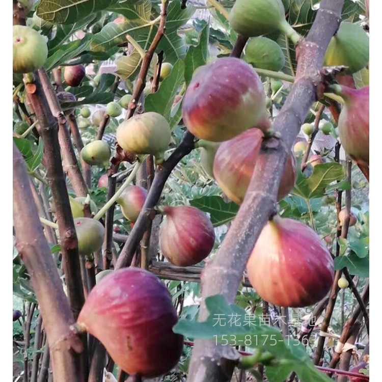 无花果苗销售基地