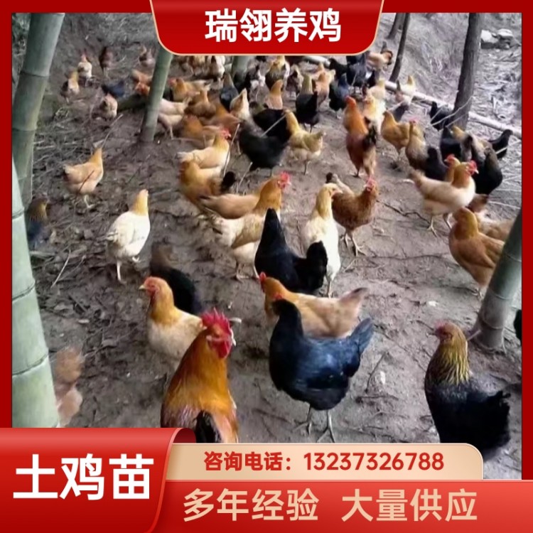 绿壳蛋鸡养殖场