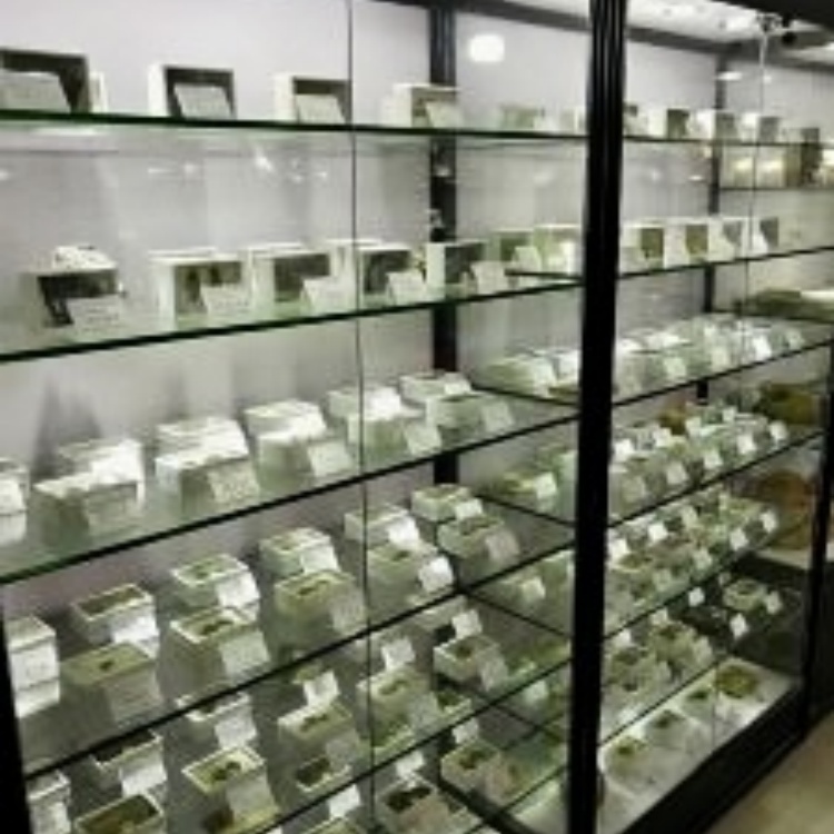 200件装各门类古生物化石陈列标本 (2)