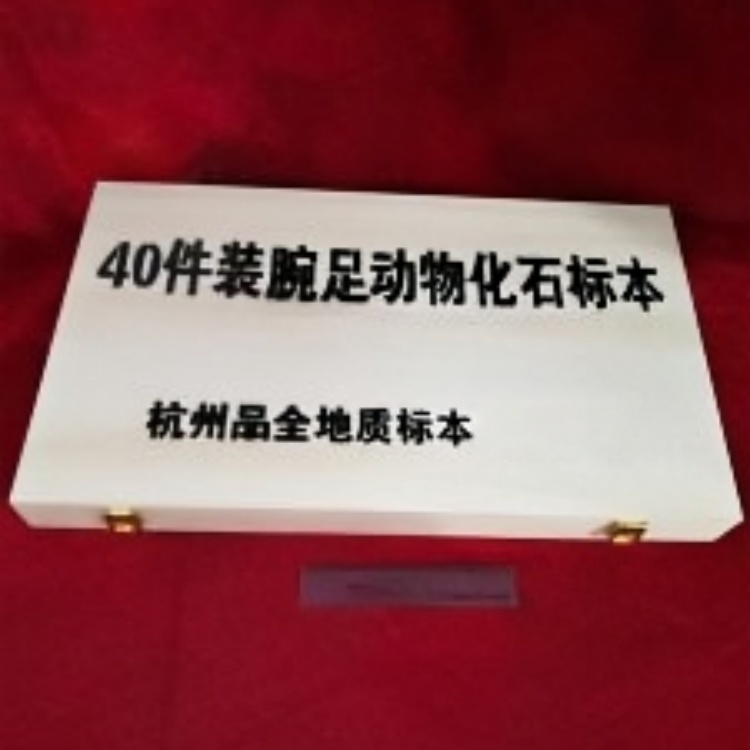 40件装腕足动物化石标本