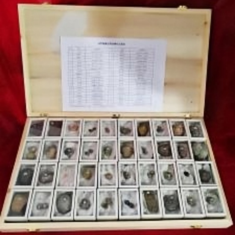 40件装腕足动物化石标本 (2)