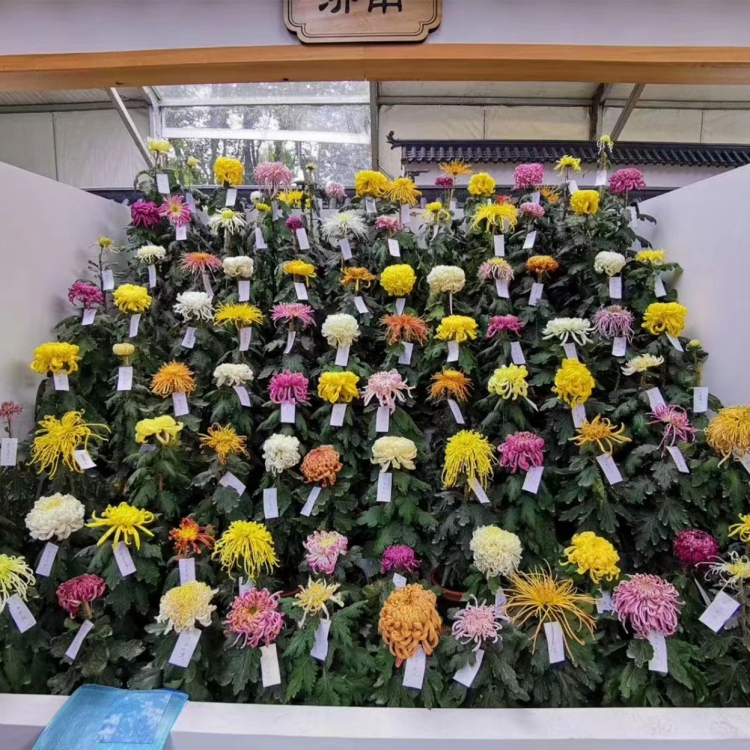 菊 花展