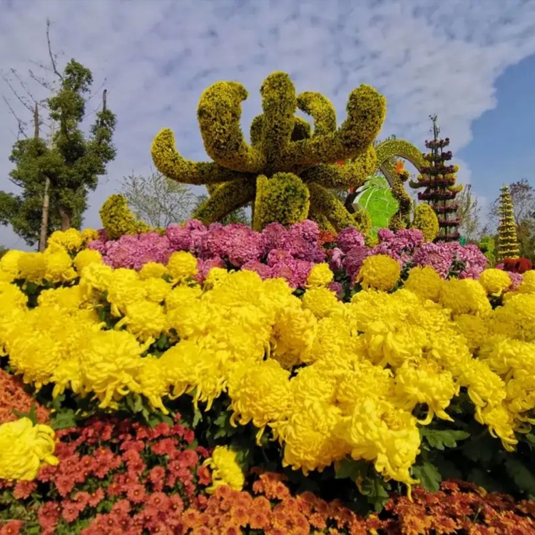 菊 花展