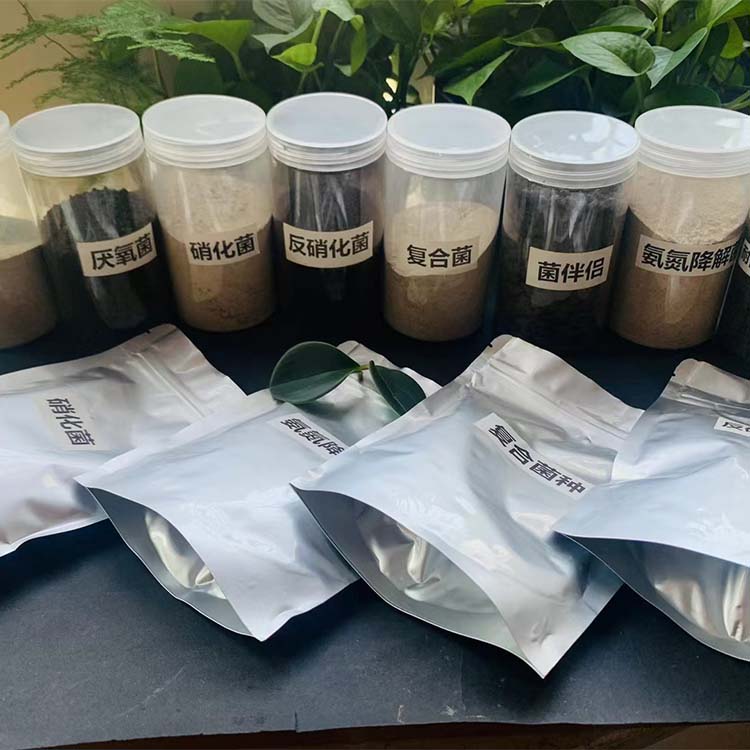 污水处理菌种