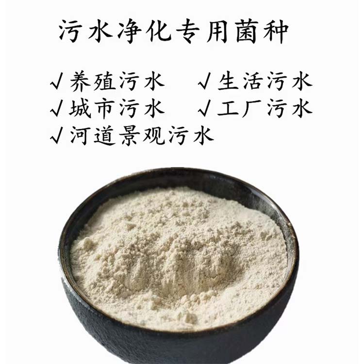 污水处理菌种