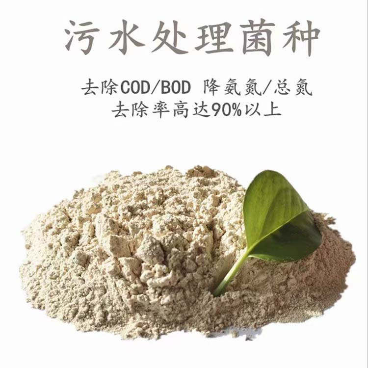 污水处理菌种