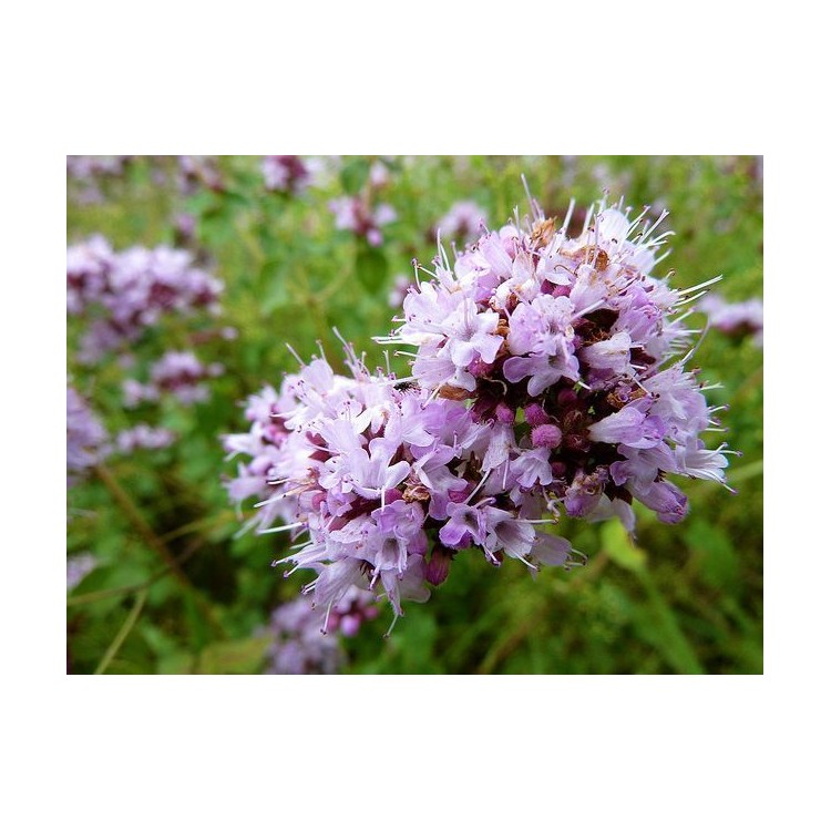 涂料香精 （油性漆、水性漆、木性漆、油墨）佛山市阿帝兰