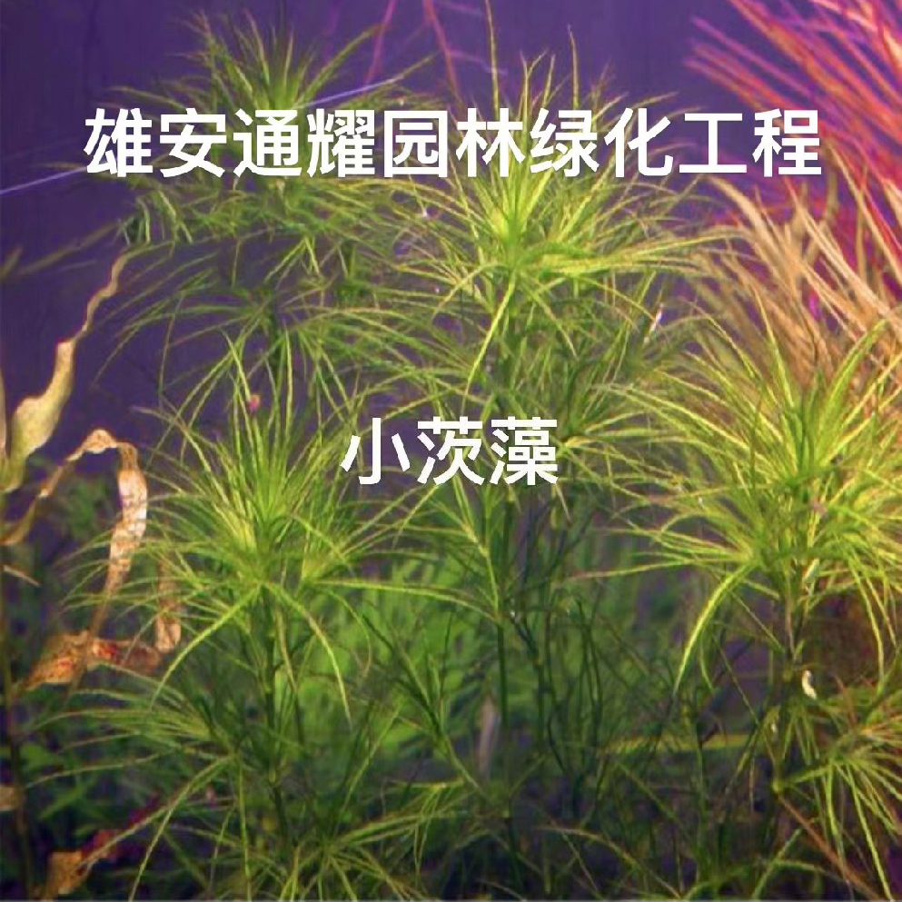 小茨藻