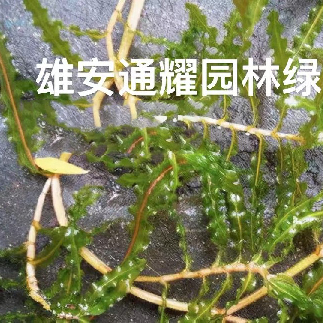 沉水植物