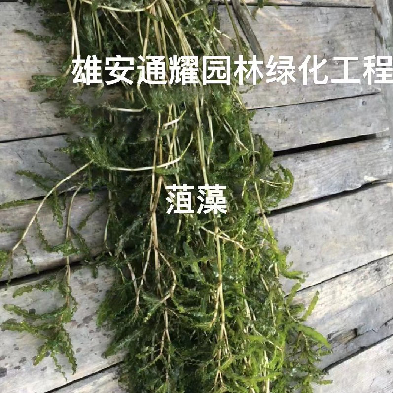 菹藻