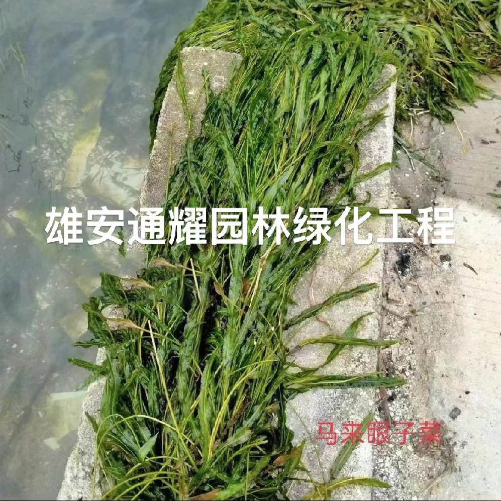 马来眼子菜