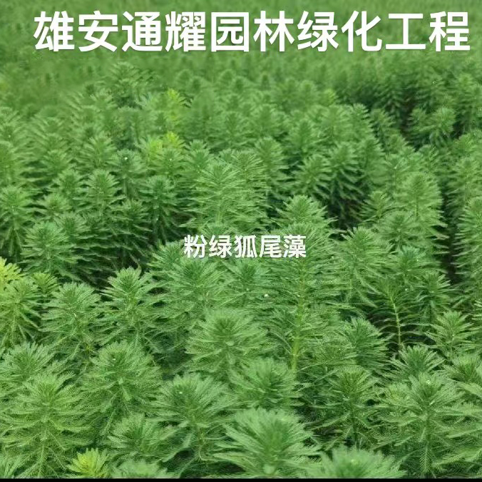 粉绿狐尾藻