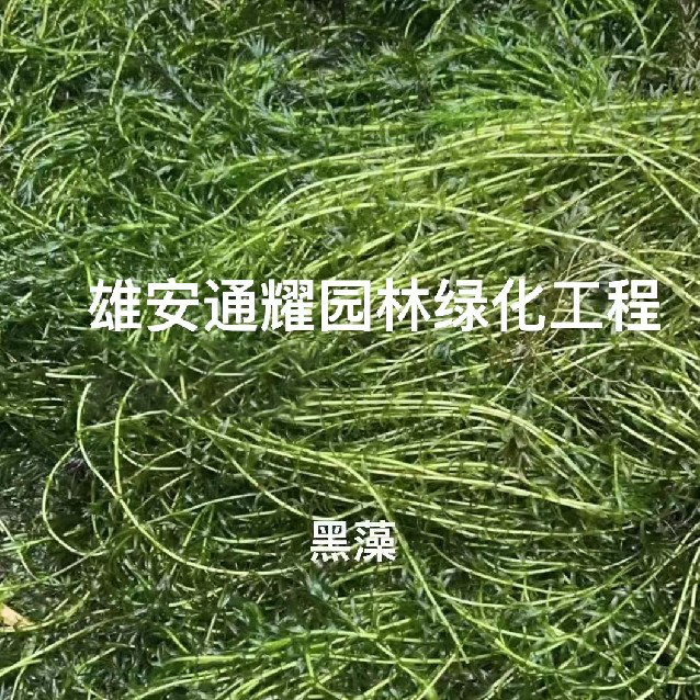 黑藻