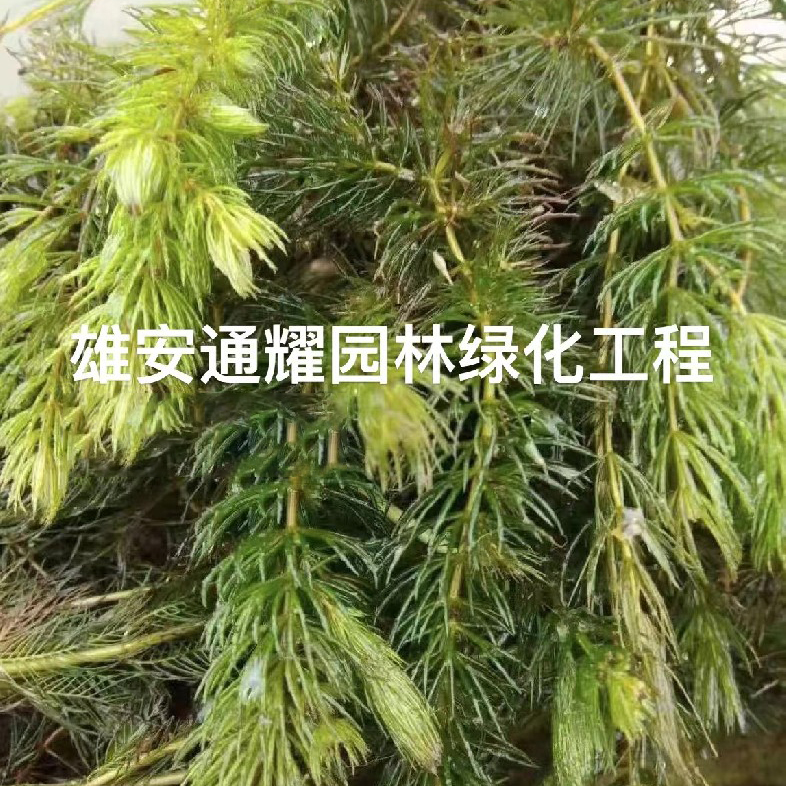 沉水植物