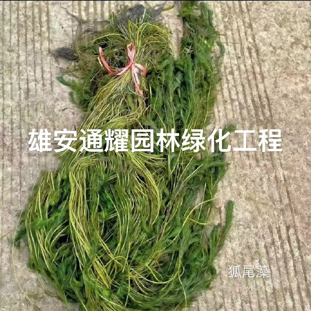 沉水植物