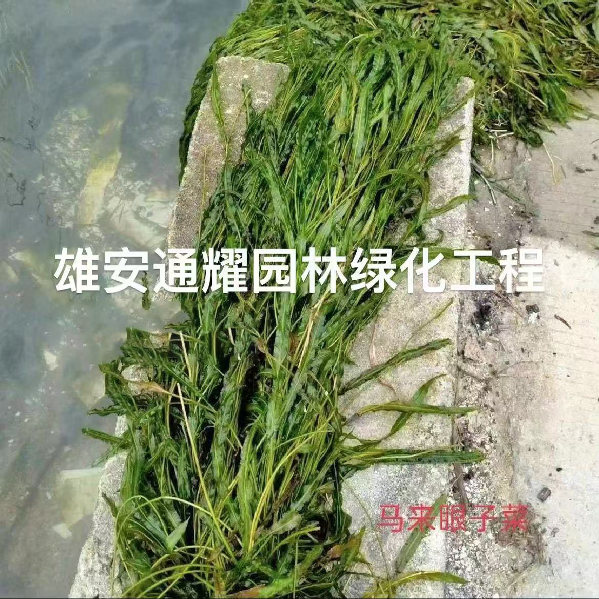 马来眼子菜