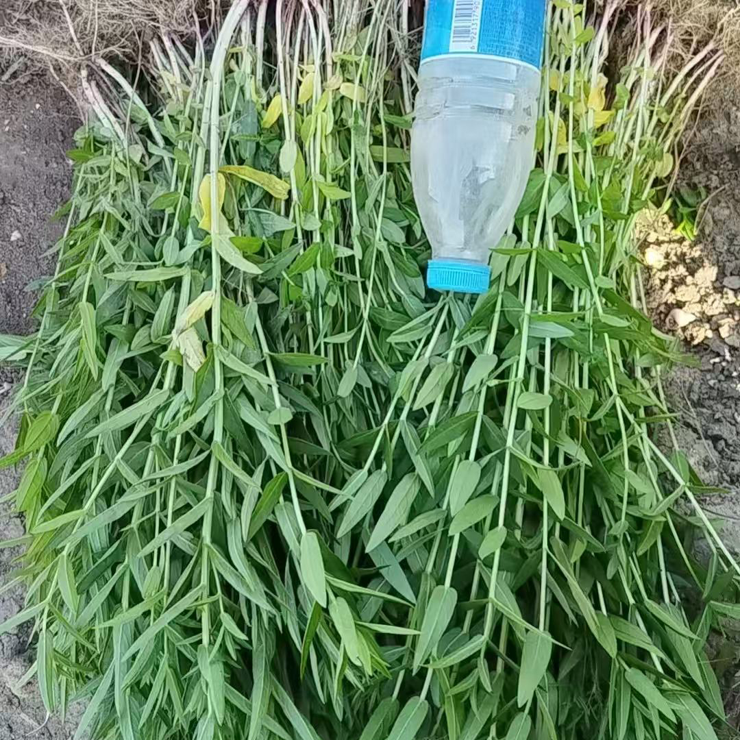 黄菖蒲