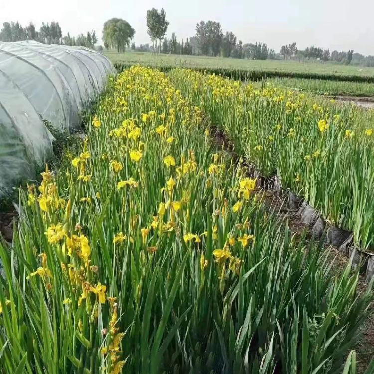 黄菖蒲