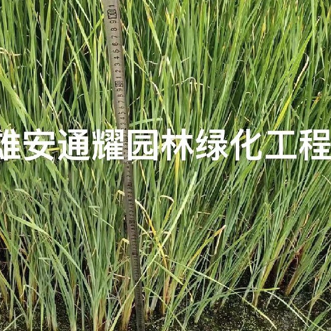 菖蒲苗