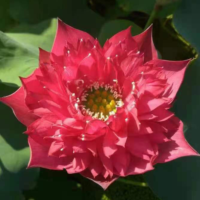 精品荷花类