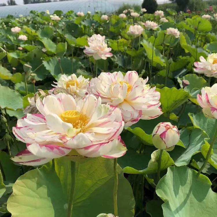精品荷花类
