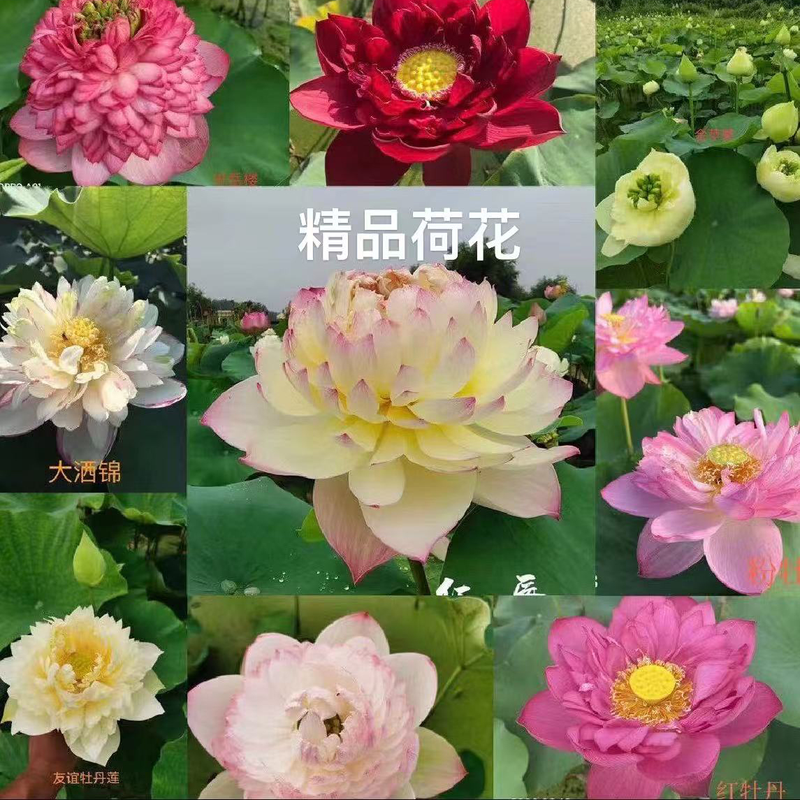 精品荷花类