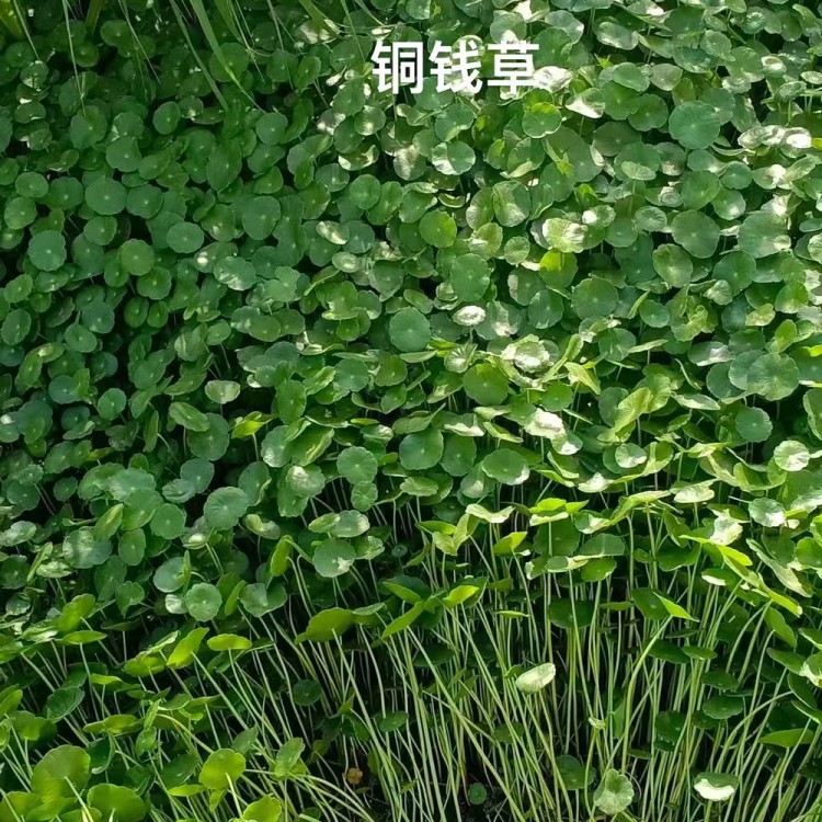 苦草种植