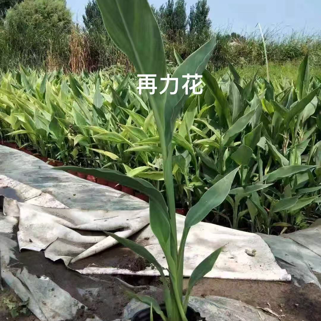 再力花
