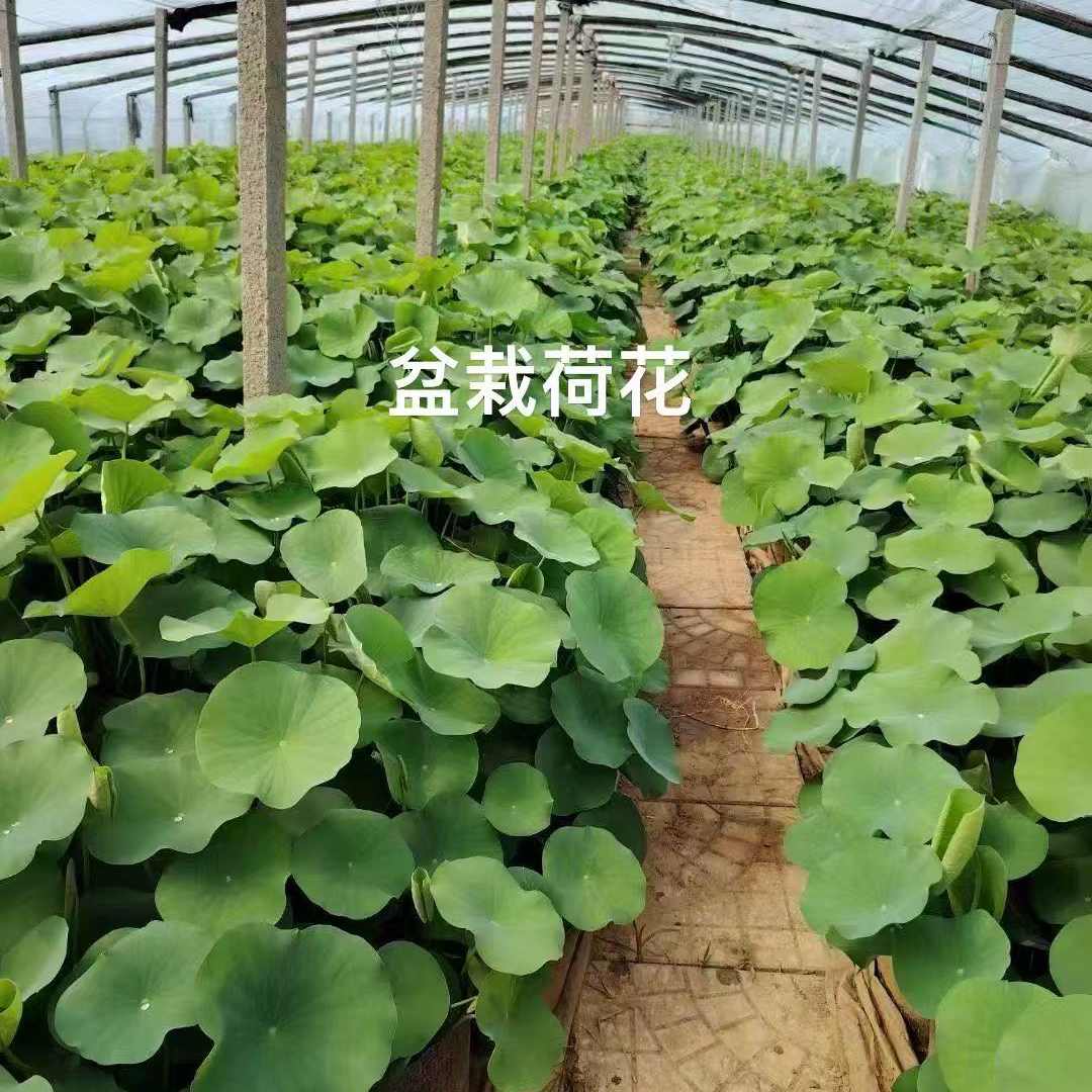 盆栽荷花